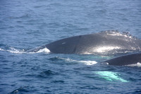 Whale Watch 2009